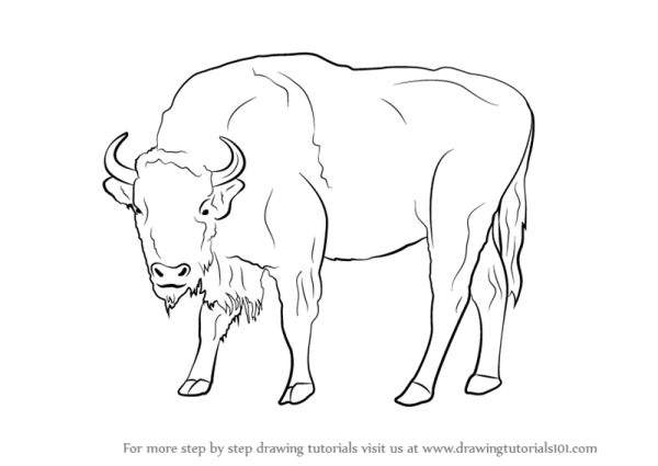 ЗУБР для раскрашивания детям