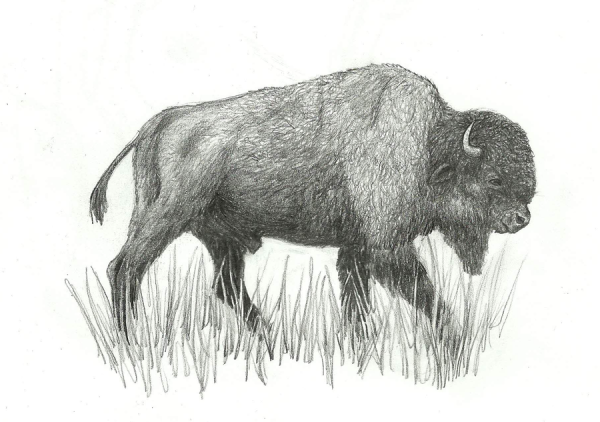 ЗУБР раскраска