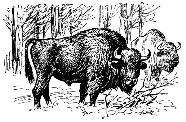 ЗУБР для раскрашивания детям