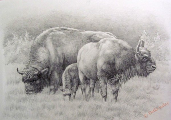 ЗУБР В графике