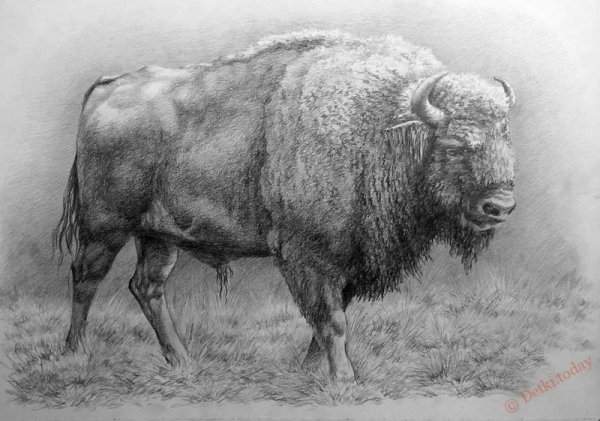 ЗУБР для раскрашивания детям