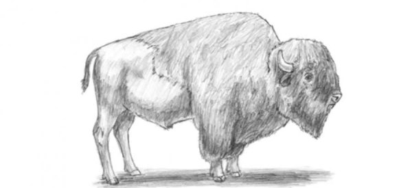 Нарисовать бизона