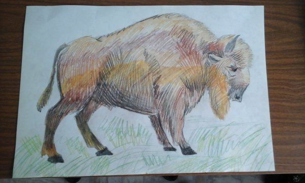 Черно белый овцебык