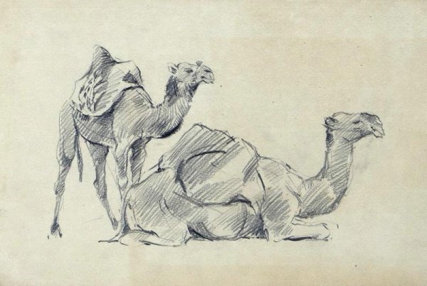 Верблюд эскиз