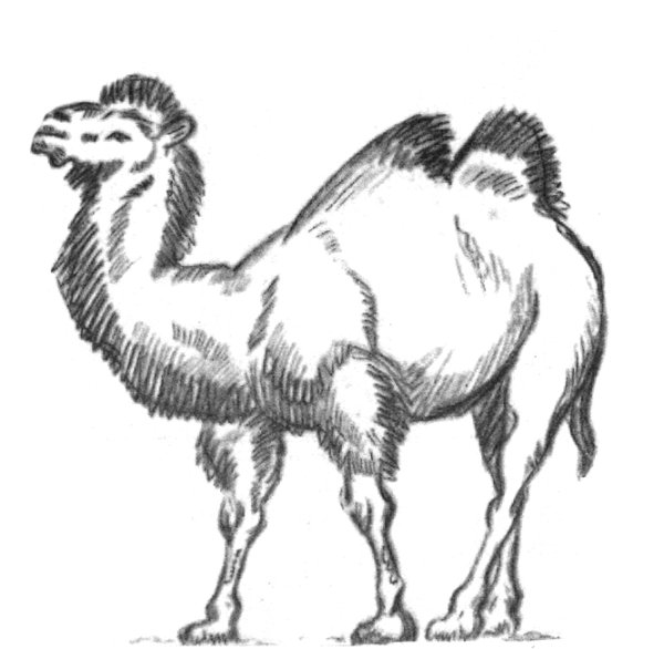 Верблюд карандашом