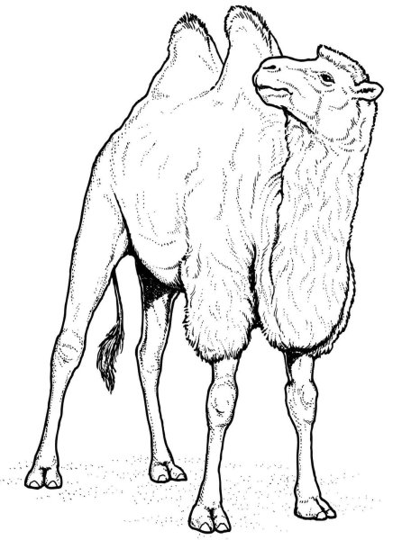 Раскраска двугорбый верблюд