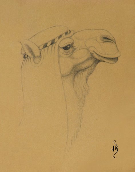 Верблюд карандашом