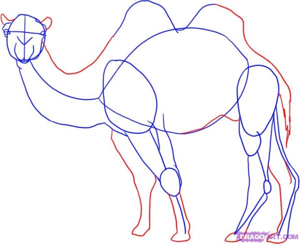 Верблюд рисунок карандашом