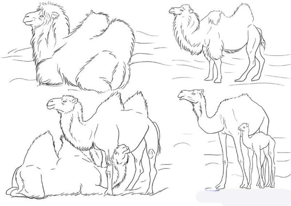 Верблюд Графика