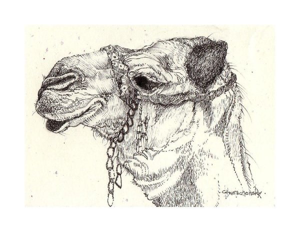 Верблюд морда