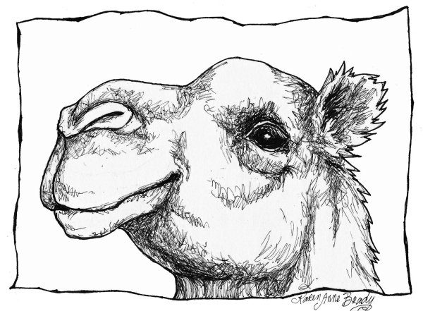 Верблюд раскраска