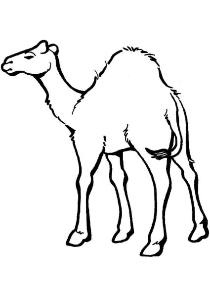 Пустыня Верблюды Караван