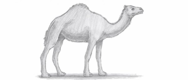 Пустыня раскраска