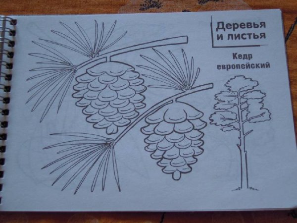 Кедр для раскрашивания