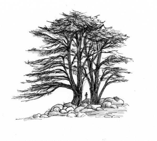 Кедр рисунок