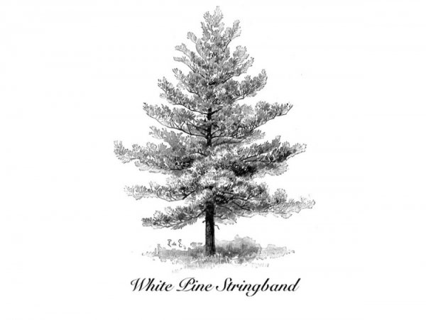 Сибирский кедр дерево