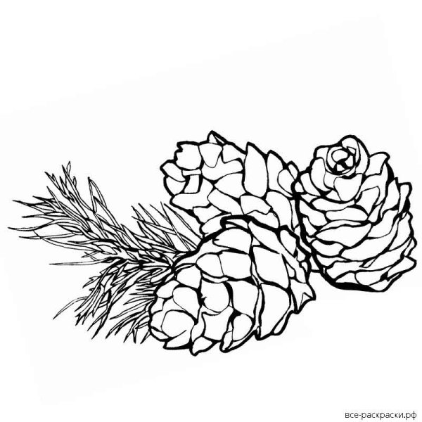 Шишка раскраска