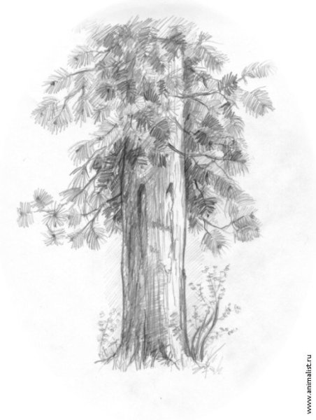 Красивая сосна карандашом