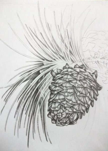 Шишки карандашом