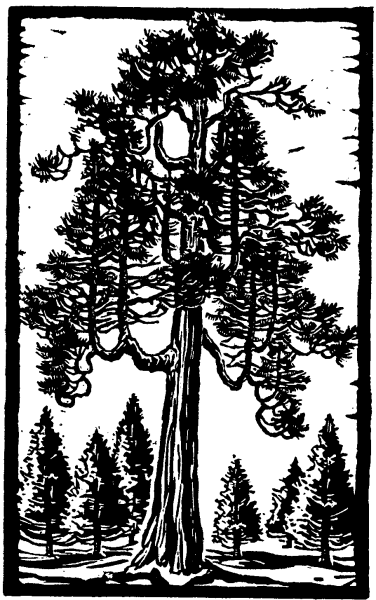 Черно белый кедр