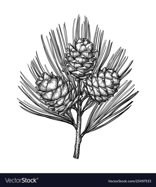 "Шишки Выжигание"