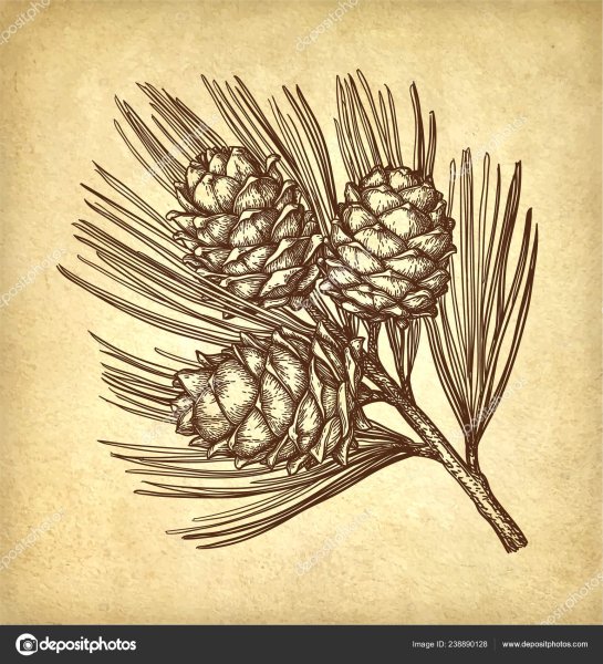 Кедр гравюра