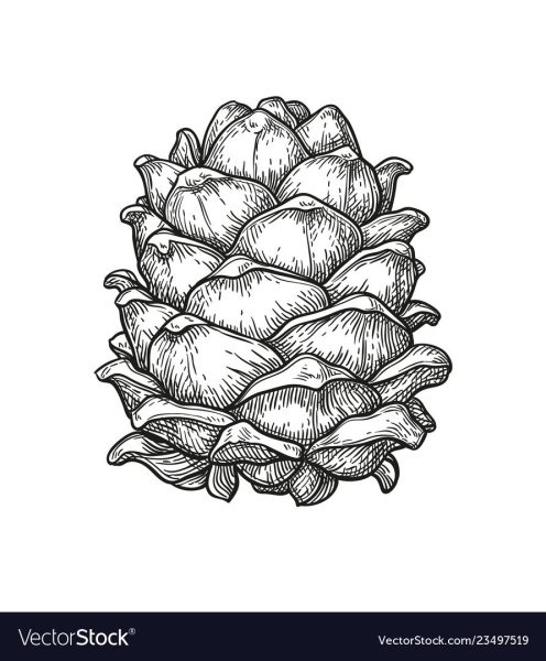 Кедровые шишки