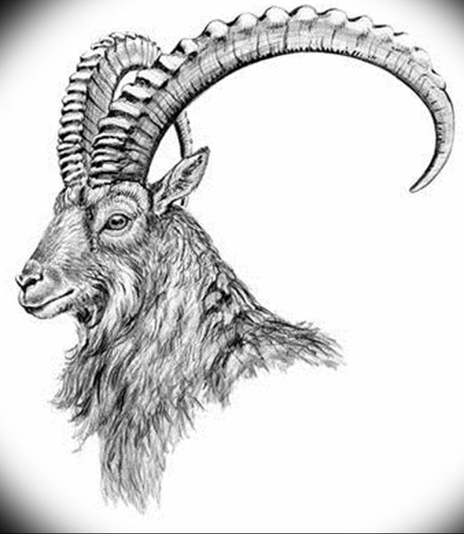 Козерог карандашом