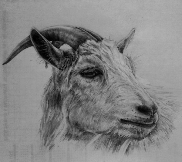 Козел карандашом