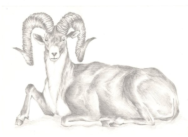 Алтайский горный баран аргали рисунок