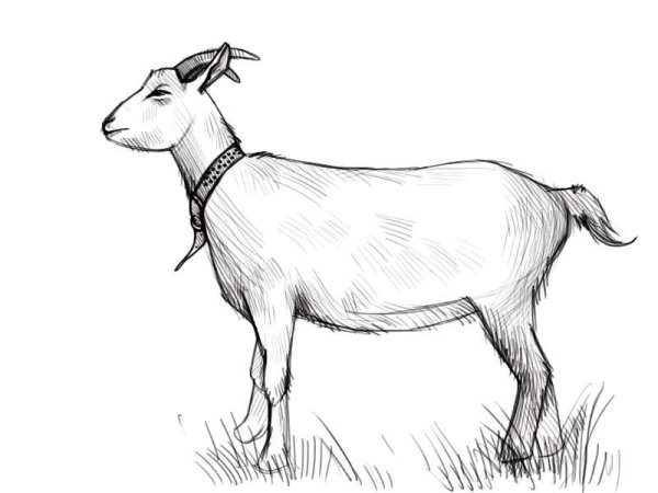 Коза карандашом