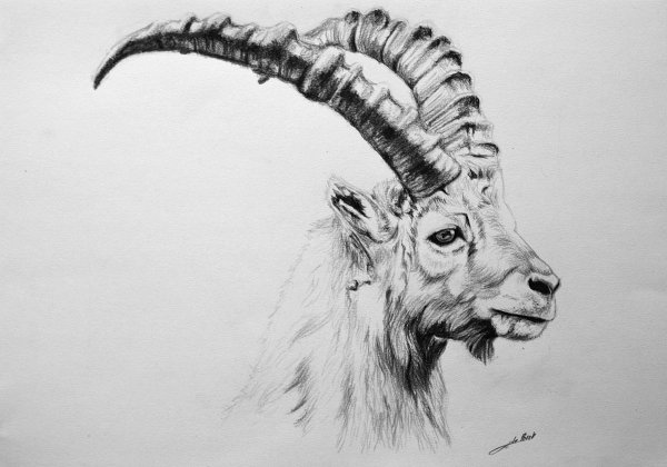 Наброски козла