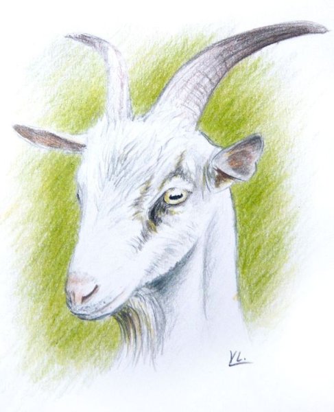 Коза рисунок