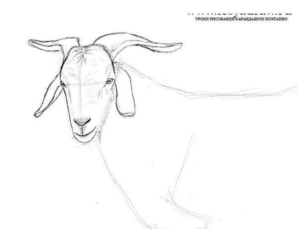 Козел карандашом