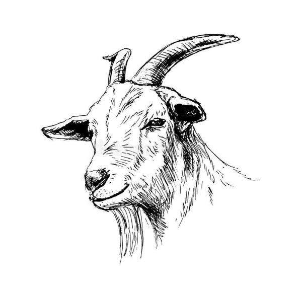 Коза карандашом