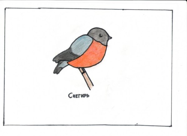 Рисуется Снегирь