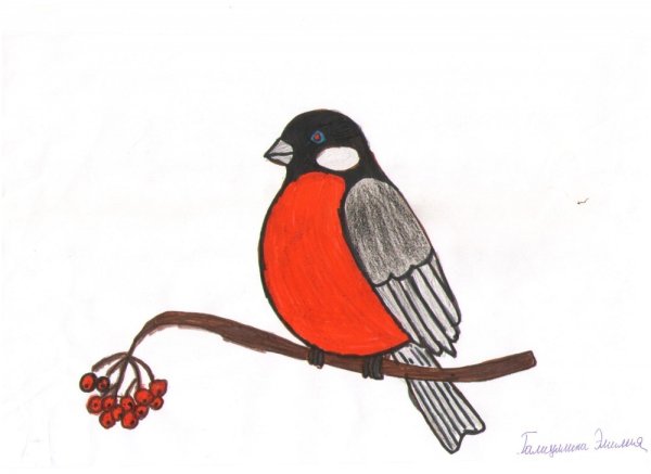 Схема рисования снегиря