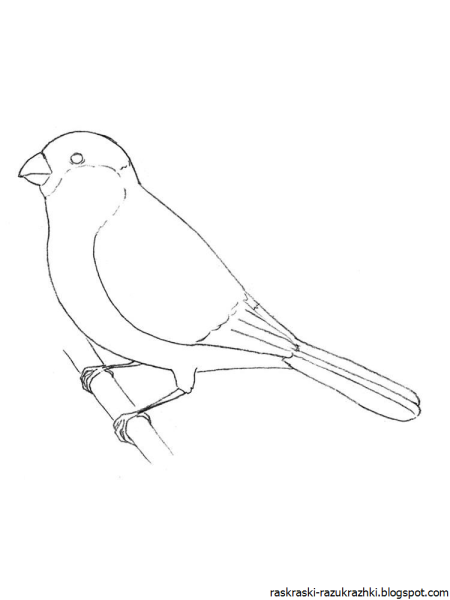 Снегирь на ветке раскраска для детей