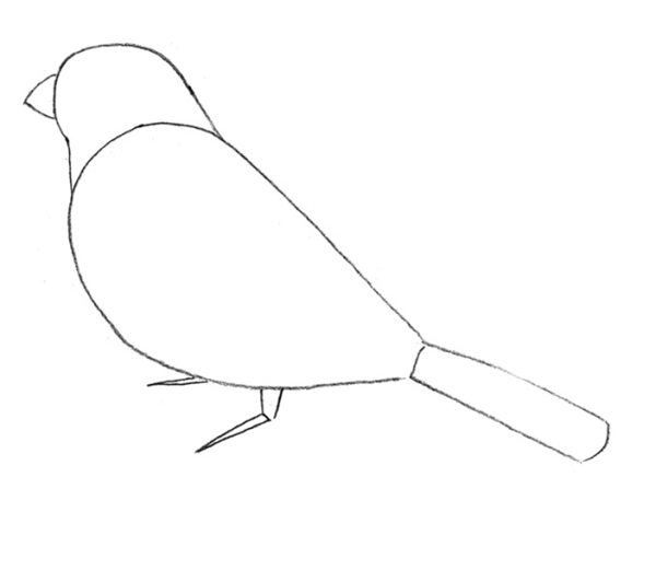 Поэтапное рисование синицы для детей