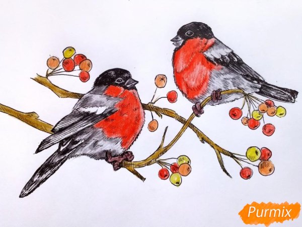 Снегирь рисунок для детей карандашом