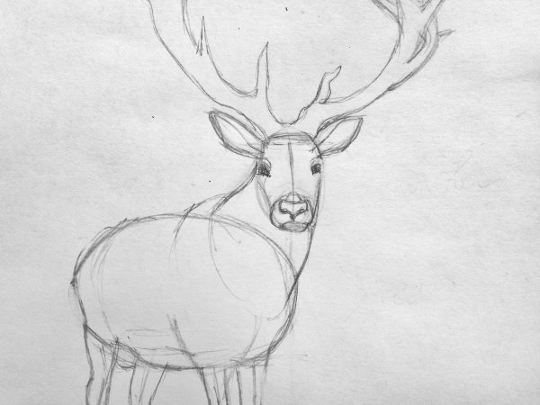 Картинки для срисовки лёгкие