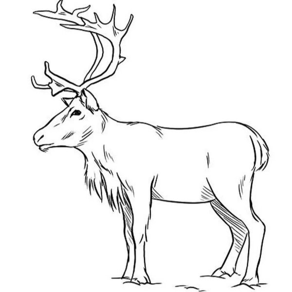 Северный олень черно белый