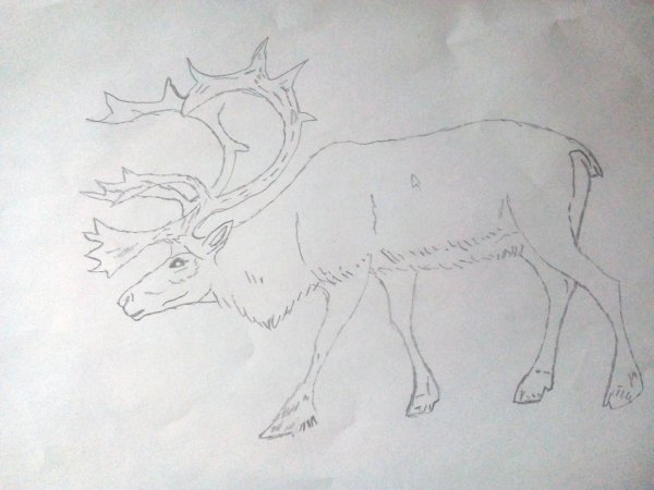 Северный олень рисунок карандашом