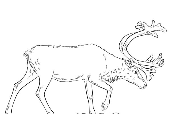 Северный олень раскраска для детей