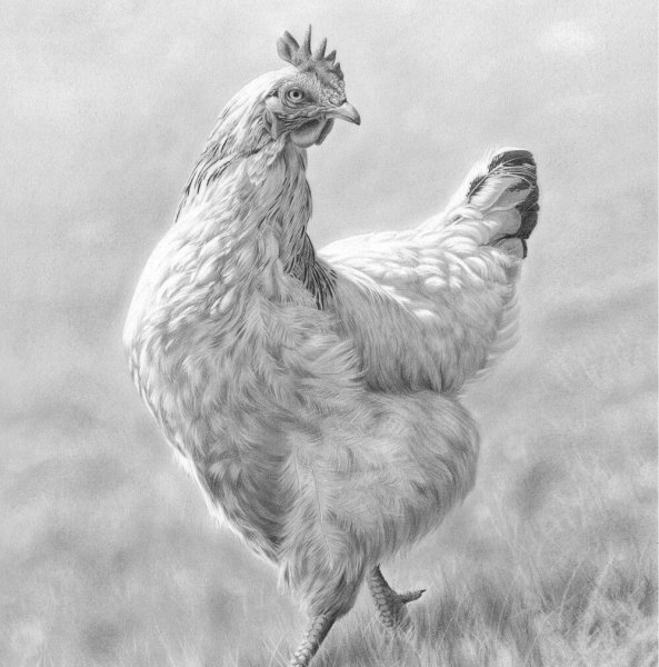 Курица карандашом