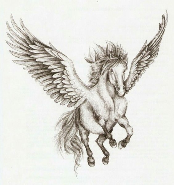 Пегас карандашом