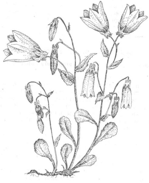 Ландыш Майский черно белый