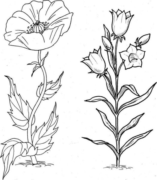 Фиалка надрезанная (Viola Incisa) рисунок