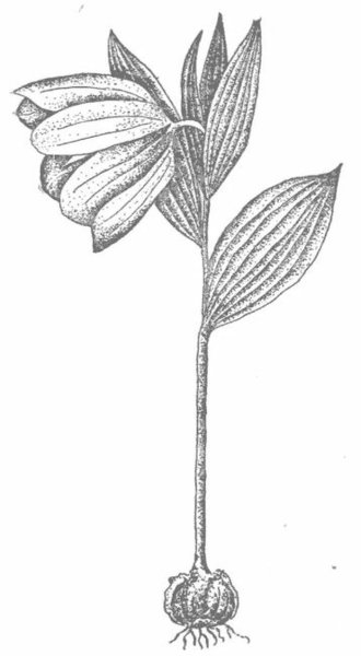 Луковичный цветок амариллис