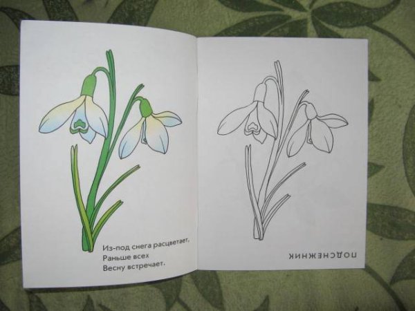 Первоцветы Медуница хохлатка